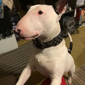 Meet your Posher, Robert